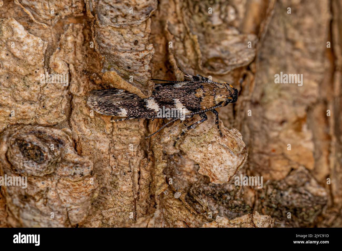 Adult Twirler Moth of the Family Gelechiidae Stock Photo