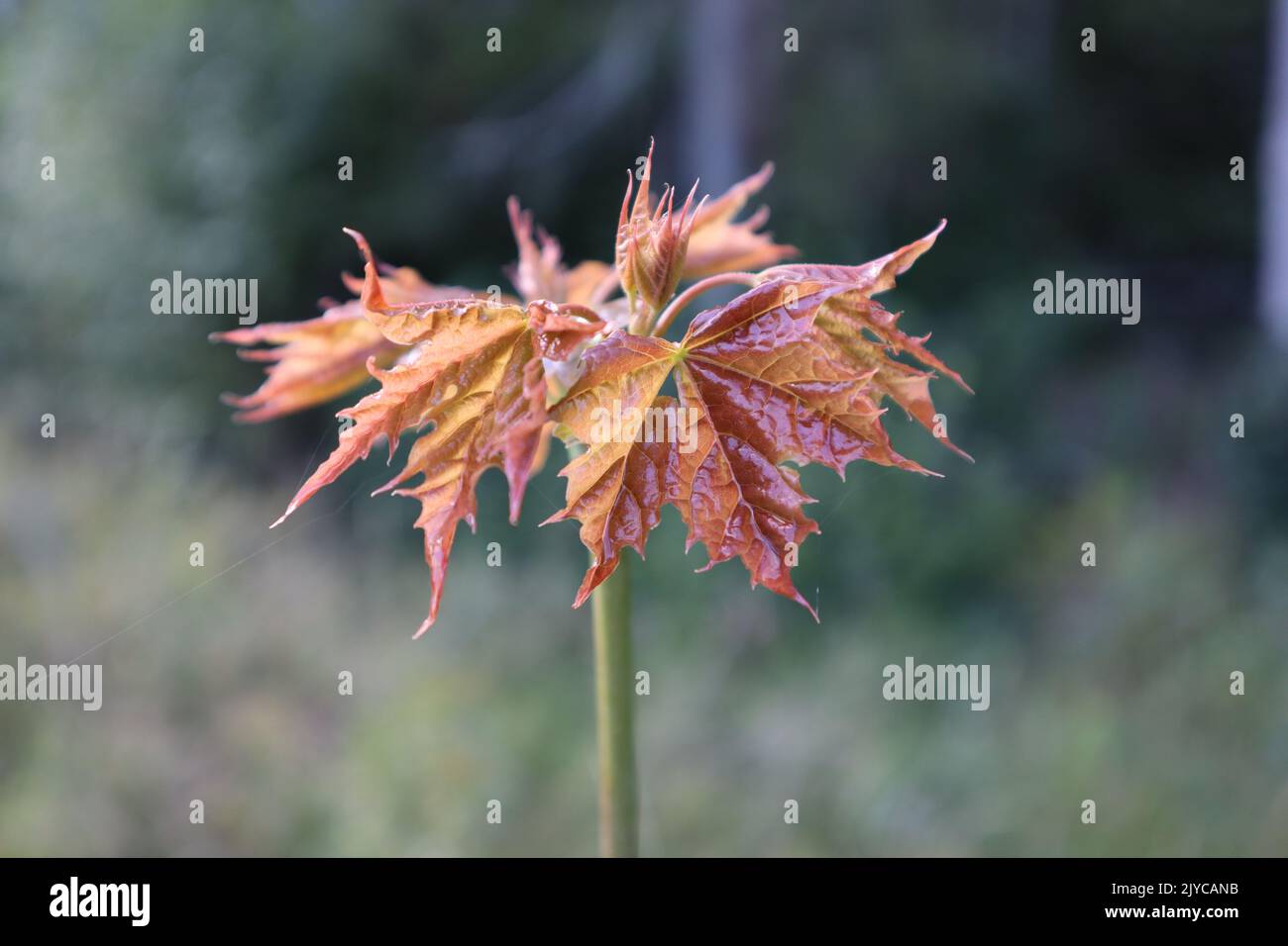 Acer tree forest hi-res stock photography and images - Alamy