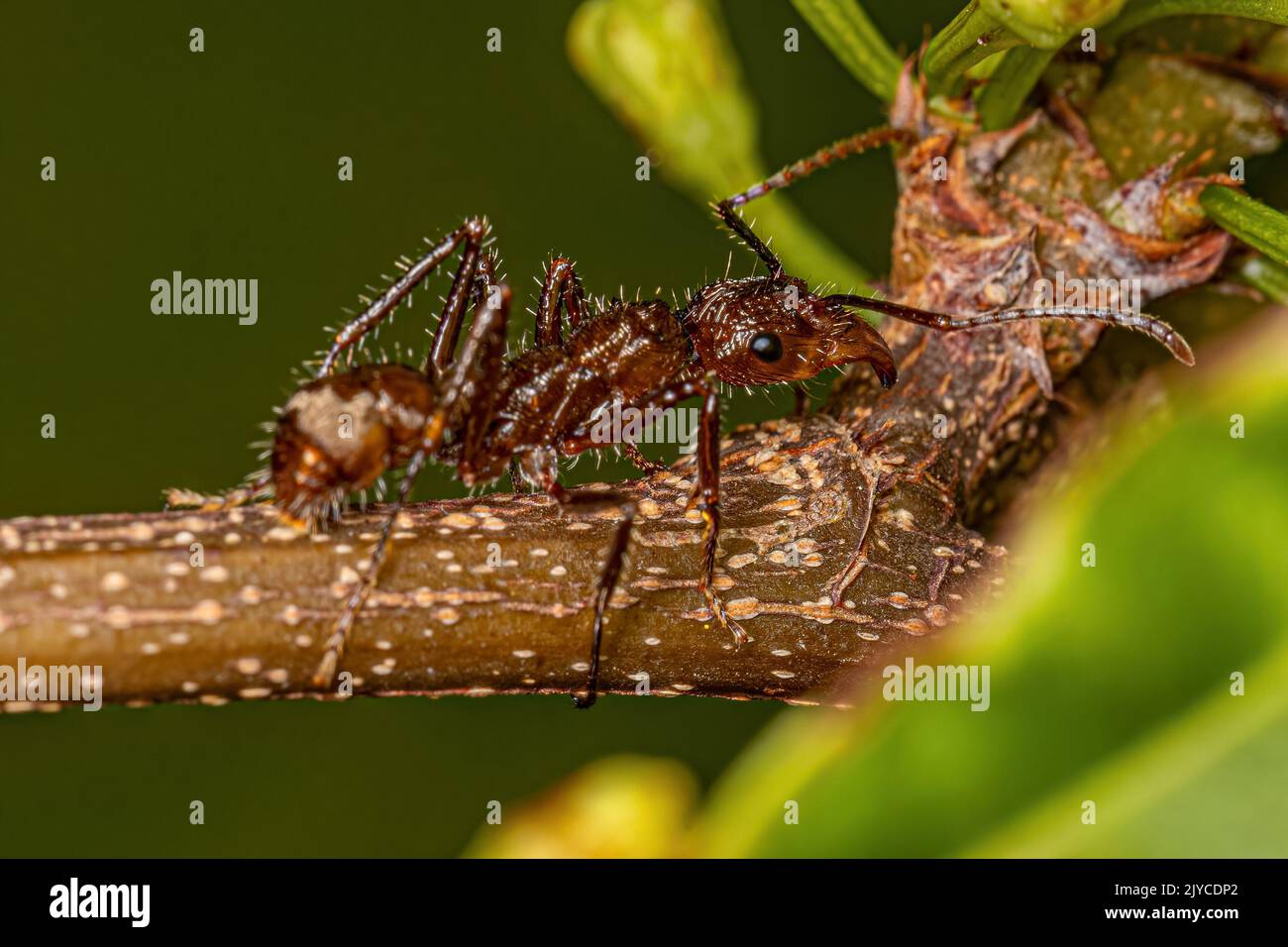 Adult Female Ectatommine Ant of the Genus Ectatomma Stock Photo