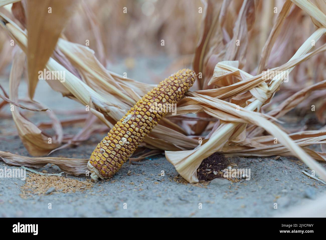 World food crisis concept. Corn crop failure in a farmer's field in