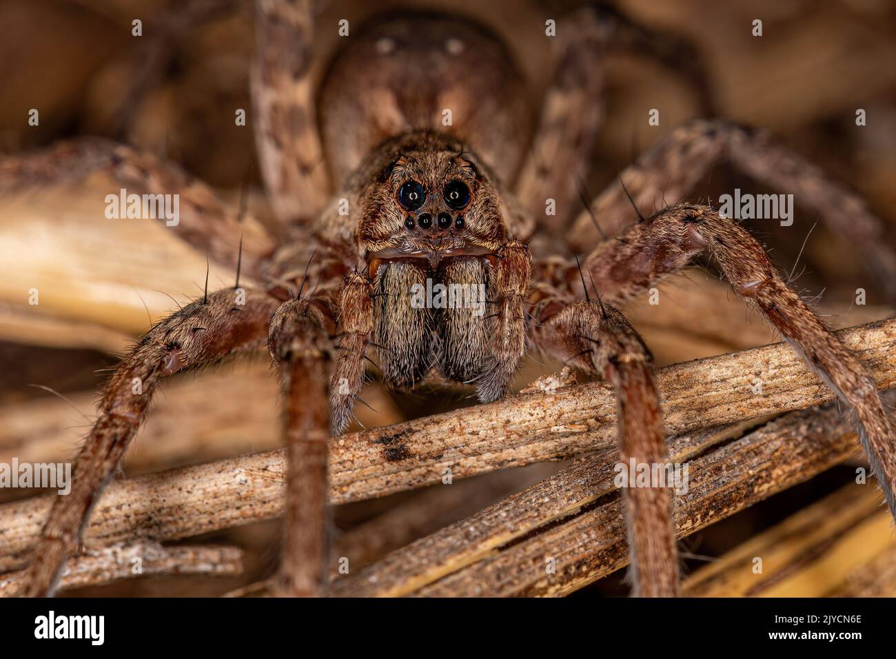 Small Wolf Spider Of The Family Lycosidae Stock Photo - Alamy