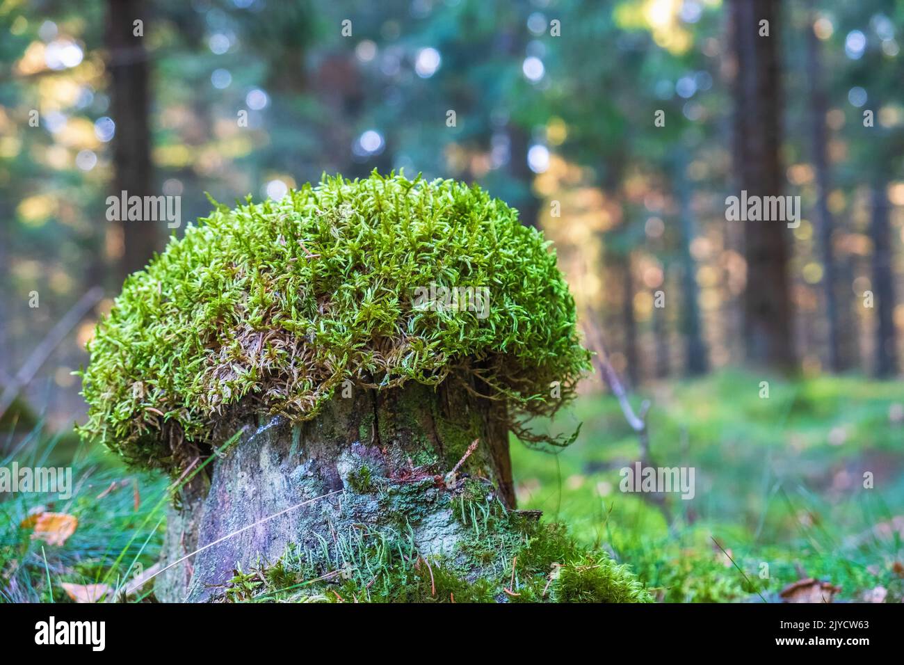 View of moss covered ground at European spruce taiga forest ( Picea Abies )  at Summer, Finland Stock Photo - Alamy