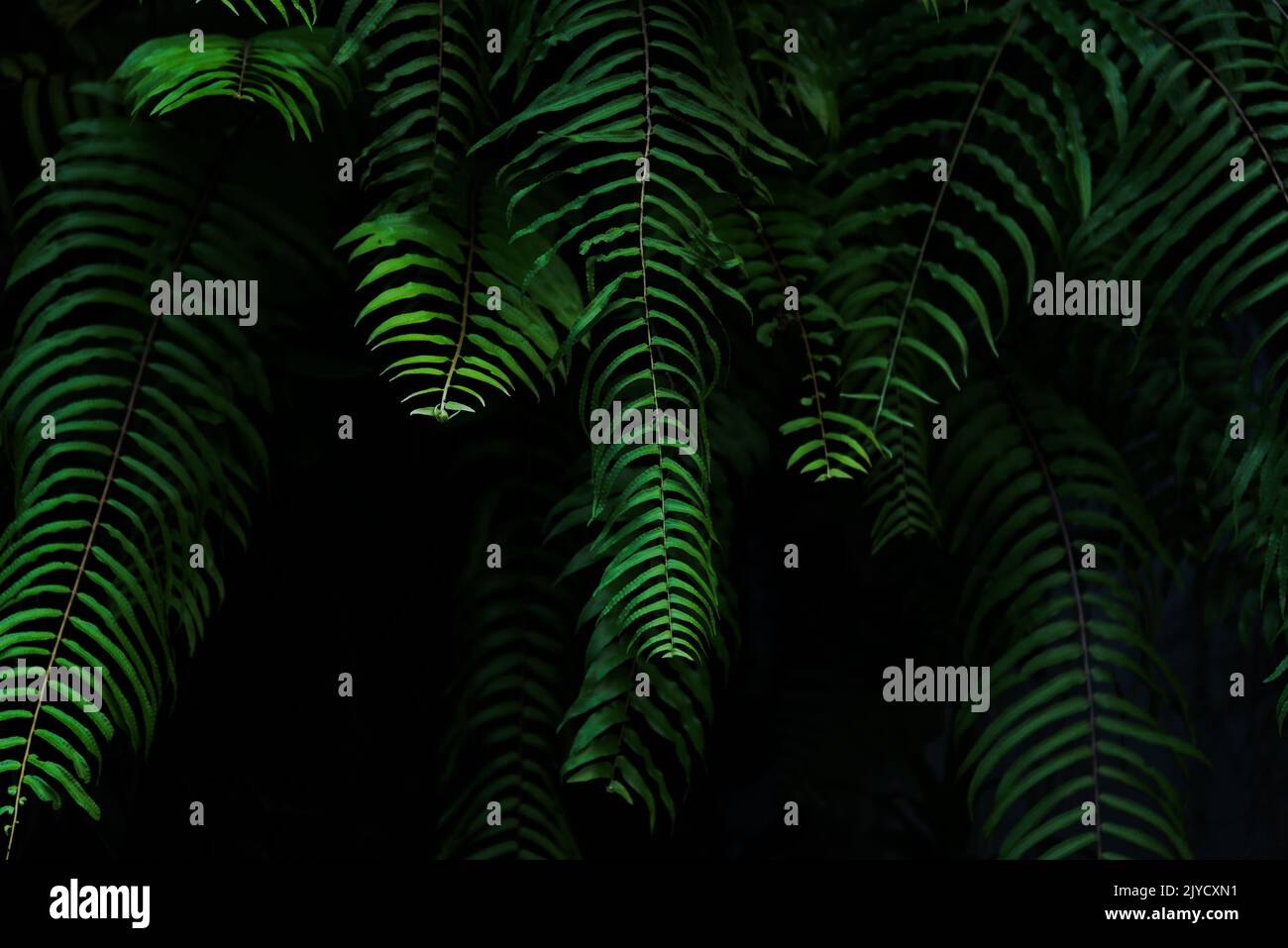 Green fern leaves with dark background Stock Photo