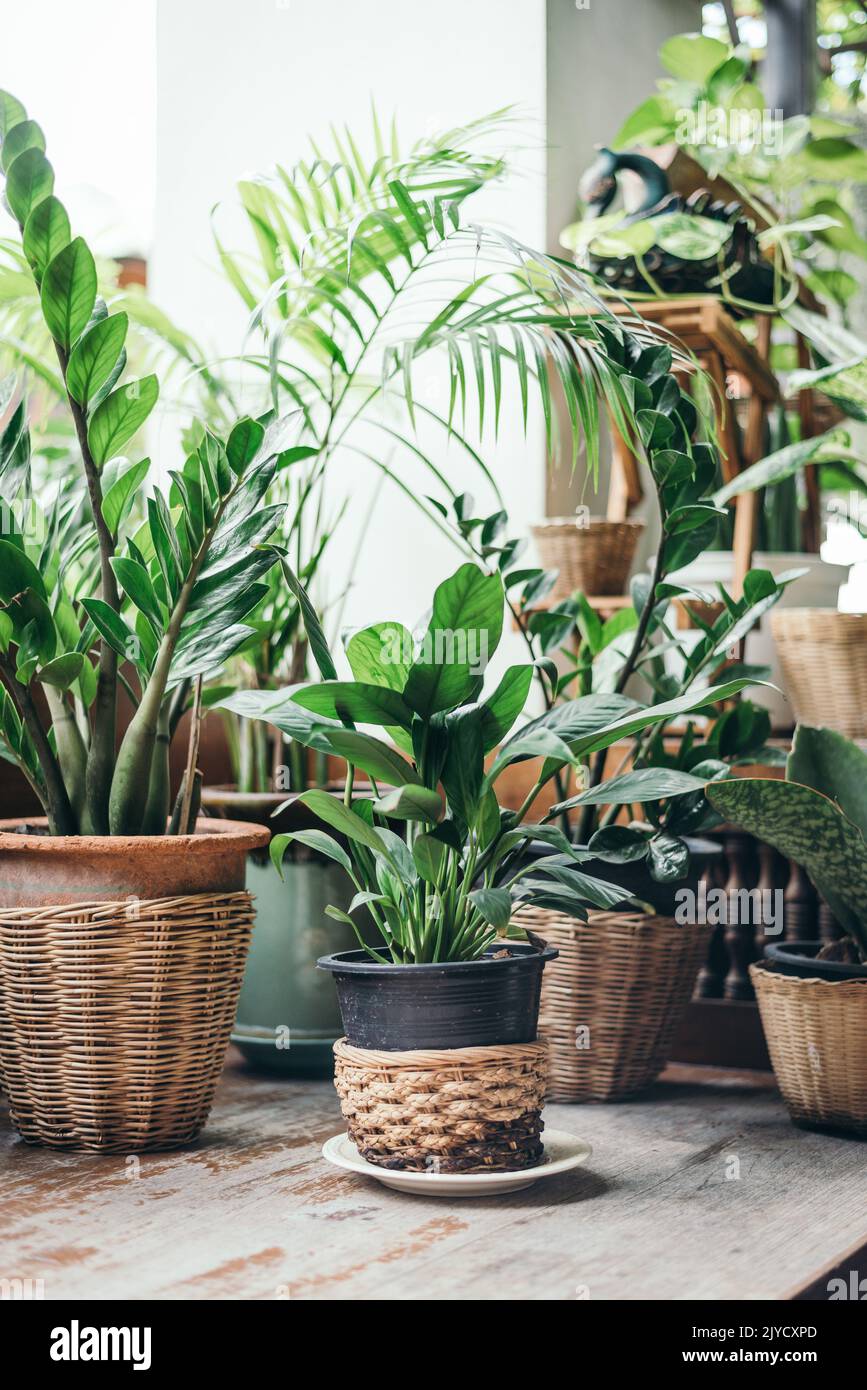 Tropical plant pots home garden Stock Photo