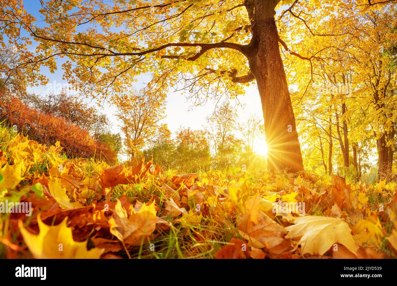 Beautiful view of the meadow with trees on it in autumnal park in the morning. Stock Photo