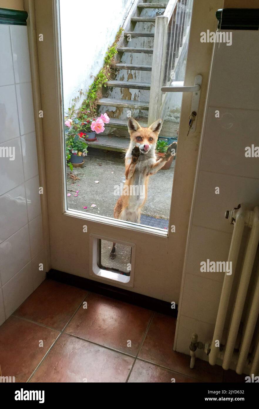 Fox stretching up at back door, UK Stock Photo