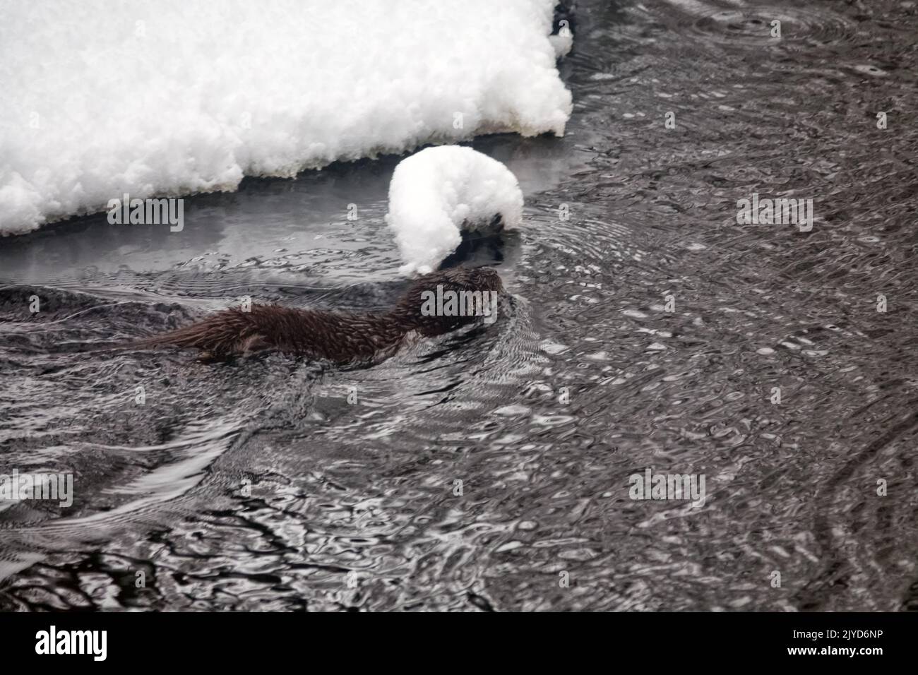 A young otter on the freezing northern river. Prefers rivers with pools, whirls, rapids that do not freeze in winter. In winter, otters leave their fa Stock Photo