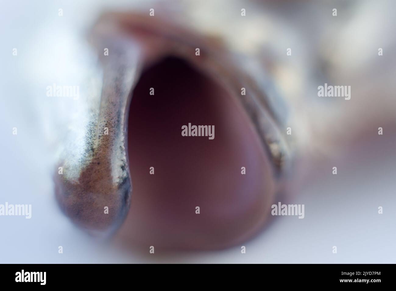 Silver sword fish hi-res stock photography and images - Alamy