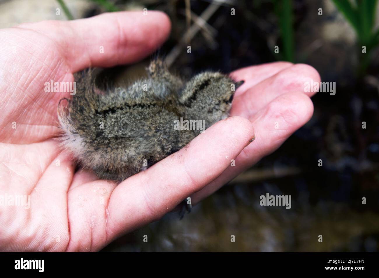 A trusting chick in the palm of a man, nature and man, defenseless nature. Common sandpiper (Actitis hypoleucos) Stock Photo