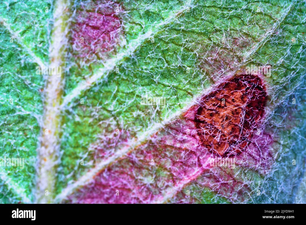 Phytopathology. Broun spotting of apple leaves (ascochytosis, Ascochyta blight) plant disease is caused by fungi of the genus Ascochyta. Ultra-macro Stock Photo