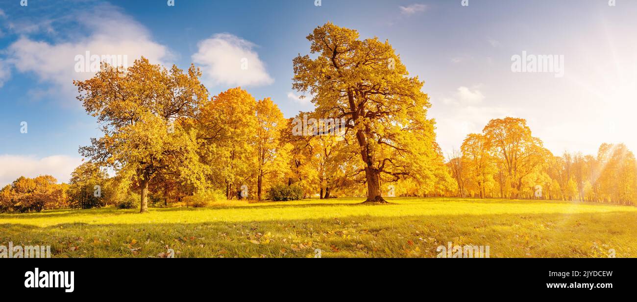 Beautiful view of the meadow with trees on it in autumnal park in sunny day. Stock Photo