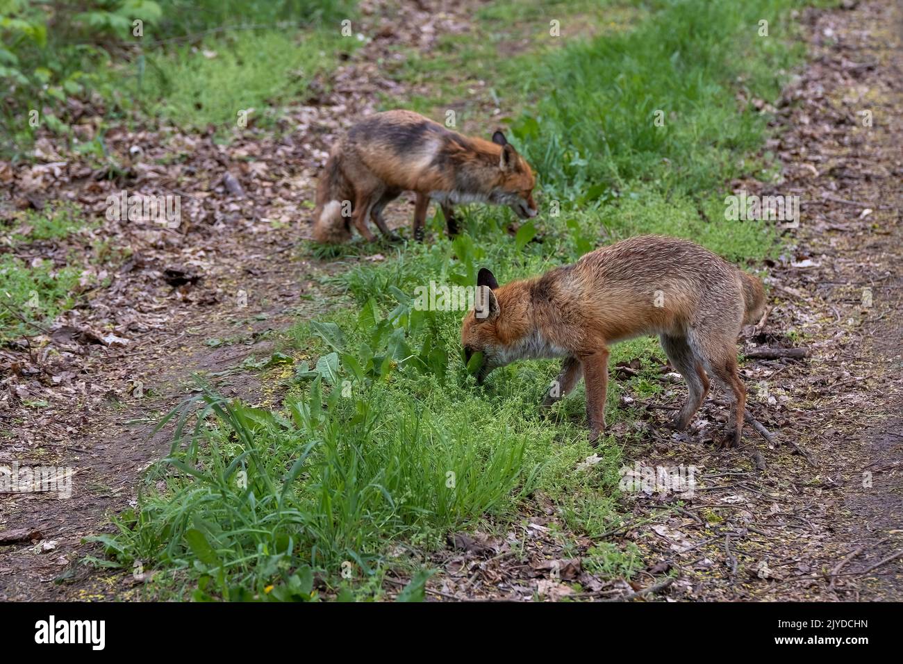 A pair of foxes foraging Stock Photo