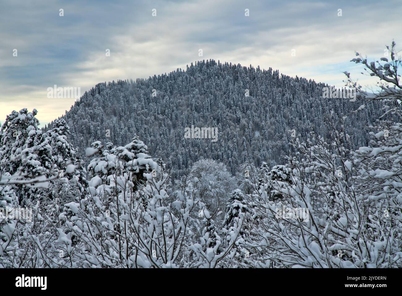 Wooded terrain on coniform hill. Oriental spruce (Picea orientalis)winter forest. Caucasus mountains Stock Photo
