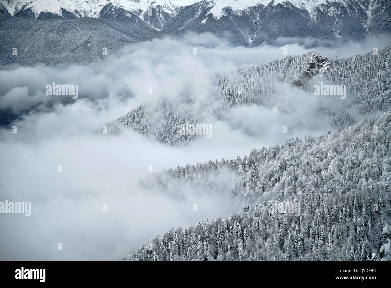 Snow-covered mountain forest, cloud-forest belt. Oriental spruce (Picea orientalis). Clouds covered the valley, mountain peaks are visible (plexus of Stock Photo