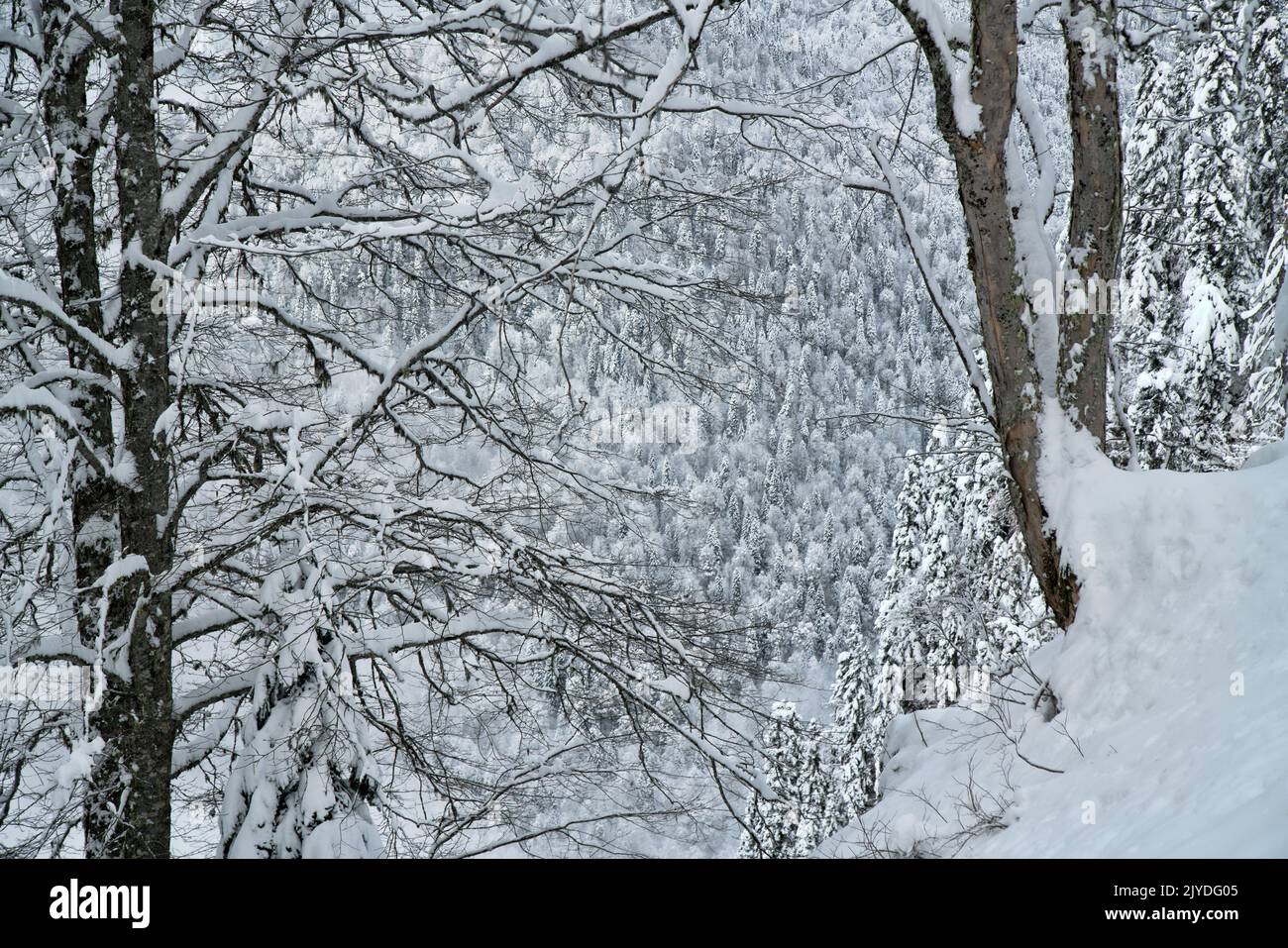The old Oriental spruce (Picea orientalis) forest, fir grove, snow-covered trees. Caucasus Mountains in winter Stock Photo
