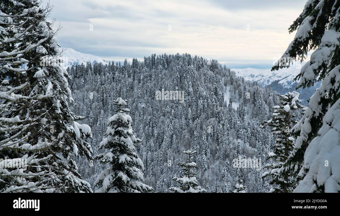 Wooded terrain on coniform hill. Oriental spruce (Picea orientalis) winter forest. Caucasus mountains Stock Photo
