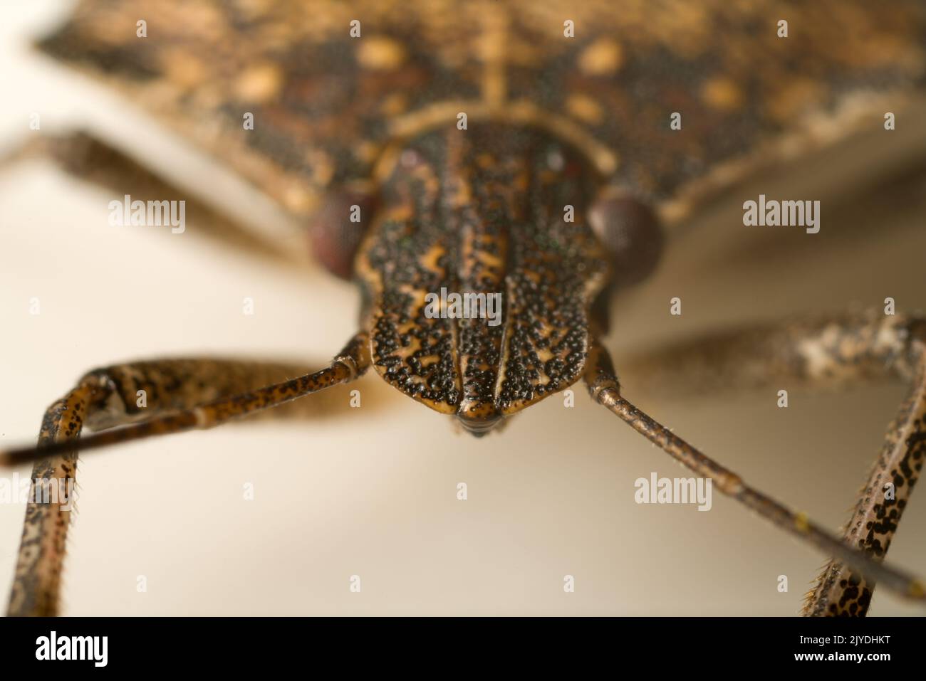 True bugs (Hemiptera), ultra macro head portrait on white background . Macro photography bug Stock Photo