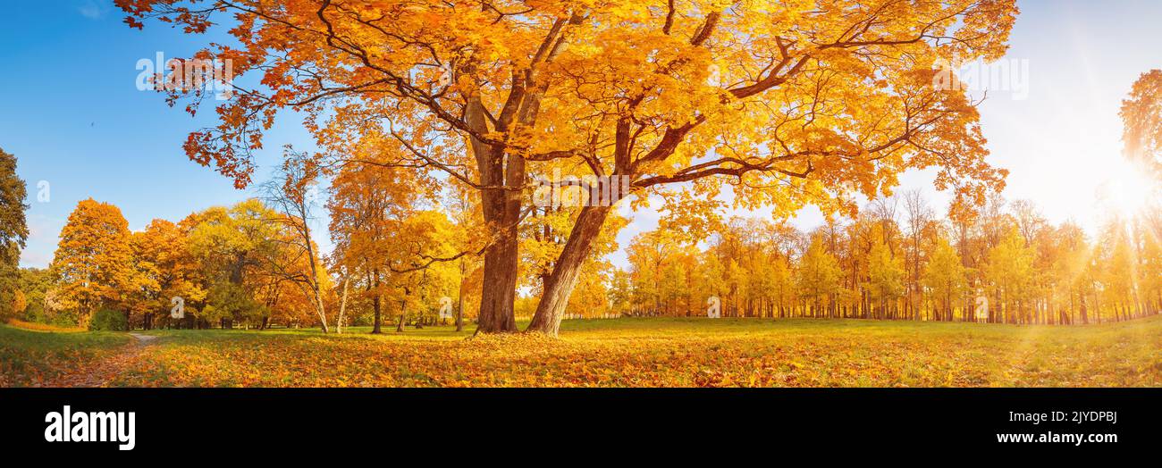 Beautiful view of the meadow with old big tree on it in autumnal park in sunny day. Stock Photo