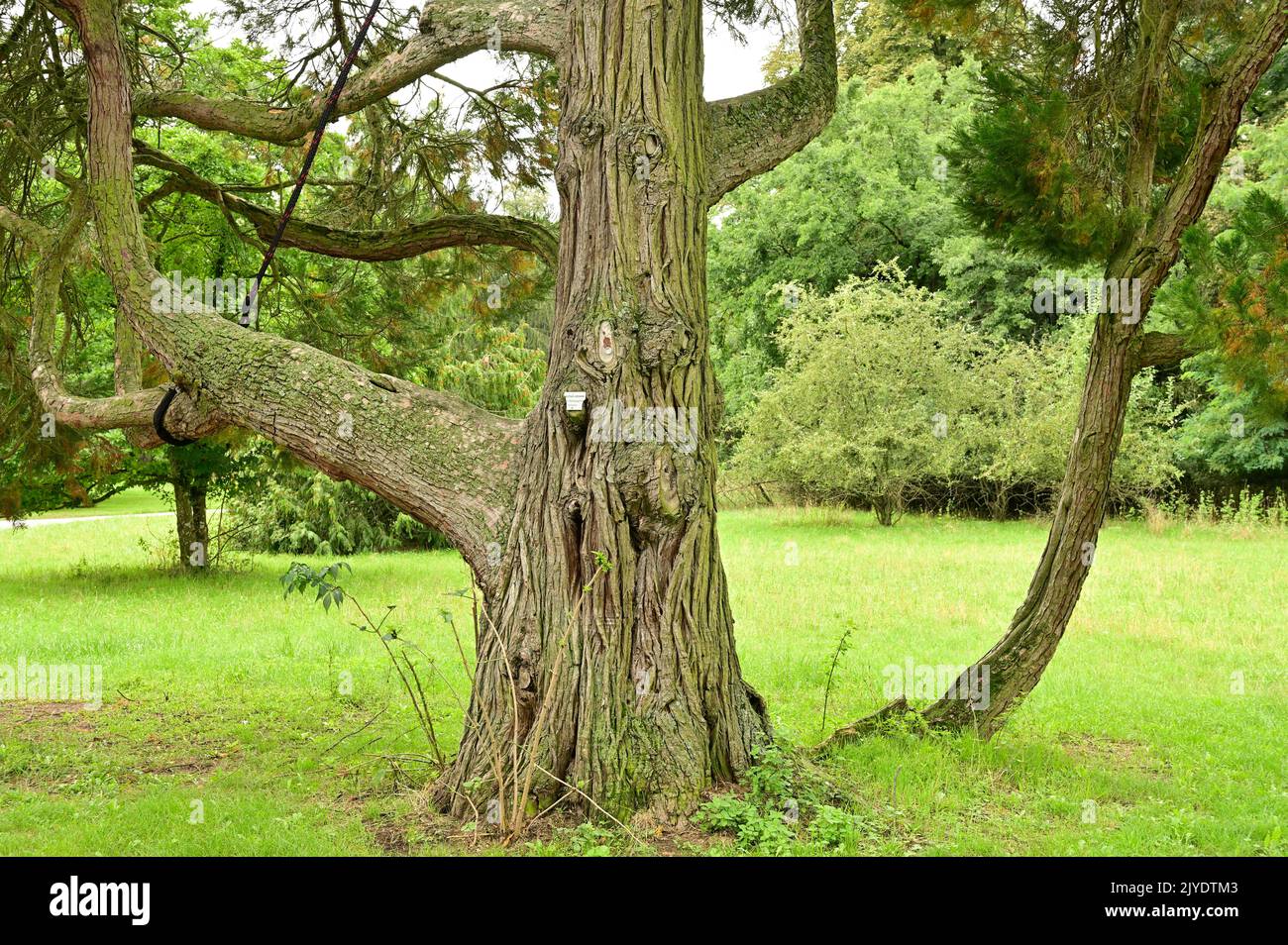 Lower Austria, Austria. False cypress (Chamaecyparis thyoides) Stock Photo