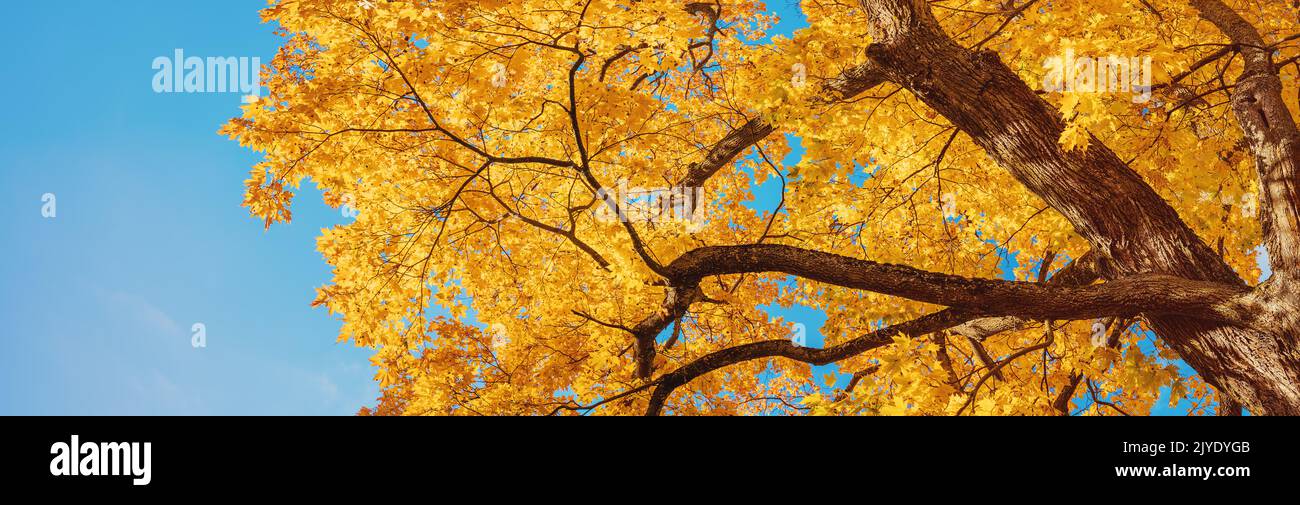 Looking up on the autumnal tree in natural park. Stock Photo