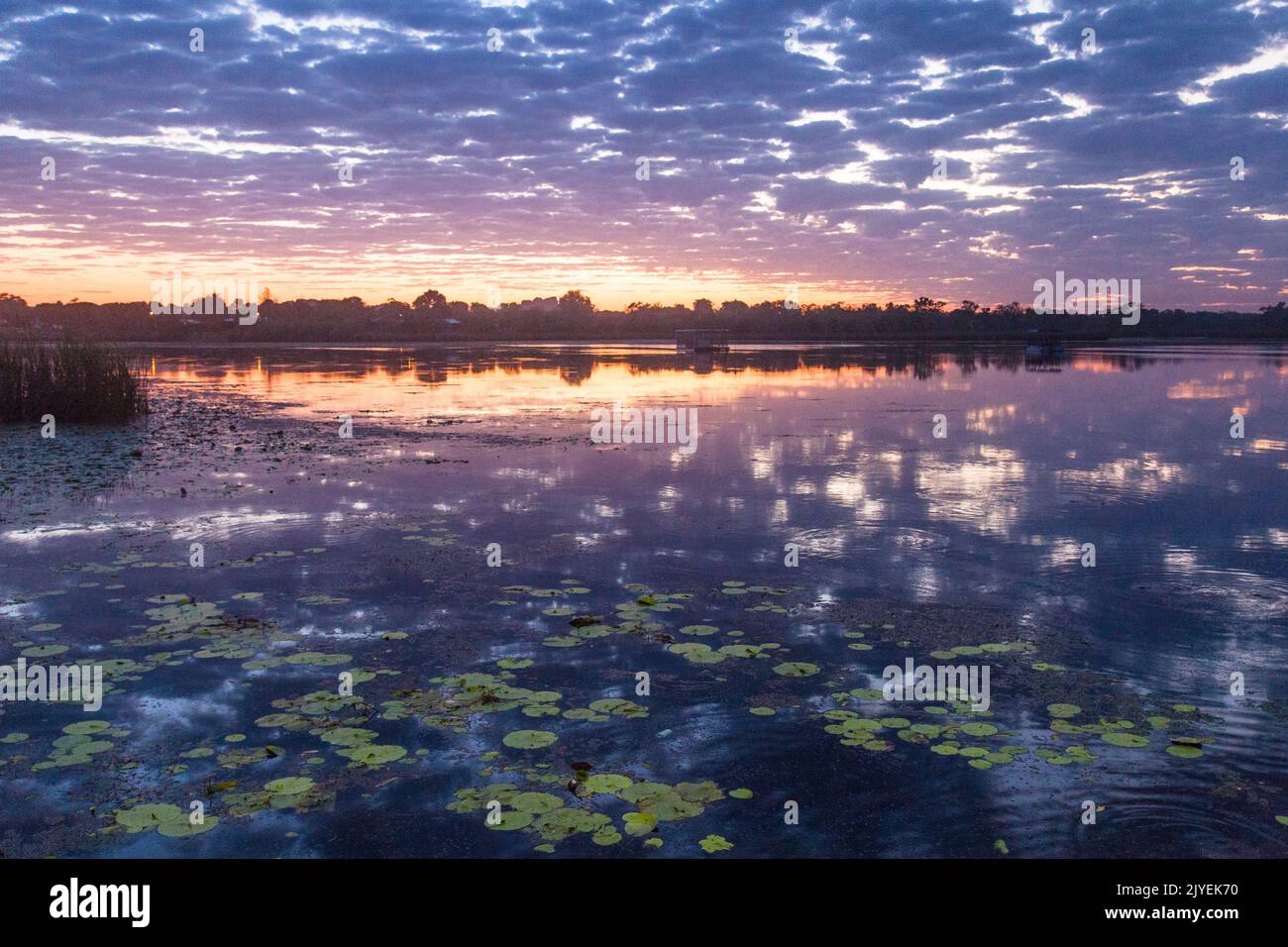 Sunrise over water lillies at Lily Creek Lagoon, late dry season, Kununurra, East Kimberley Stock Photo