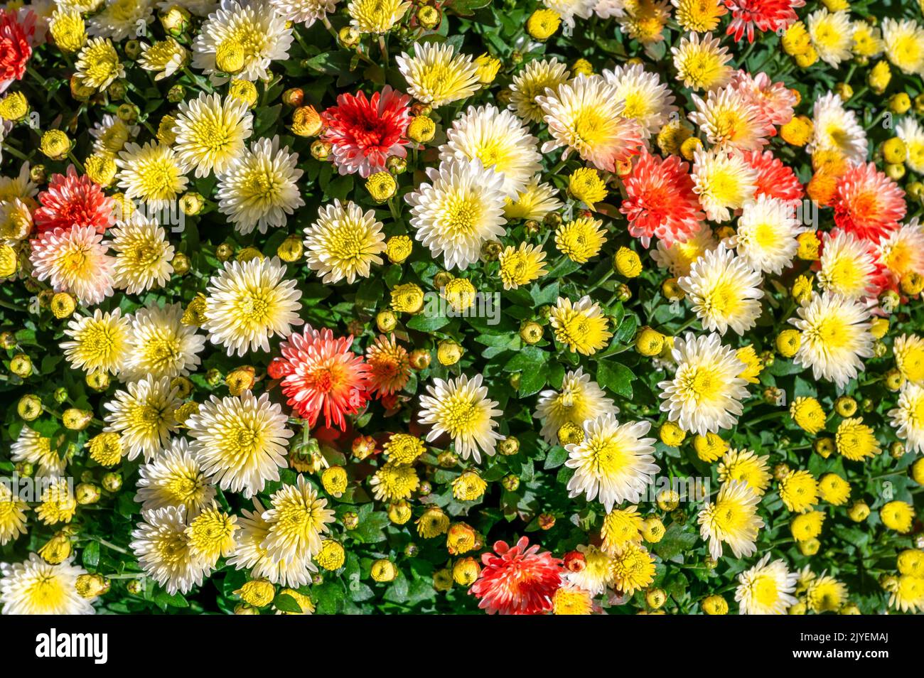 Beautiful colorful winter asters as a floral texture Stock Photo