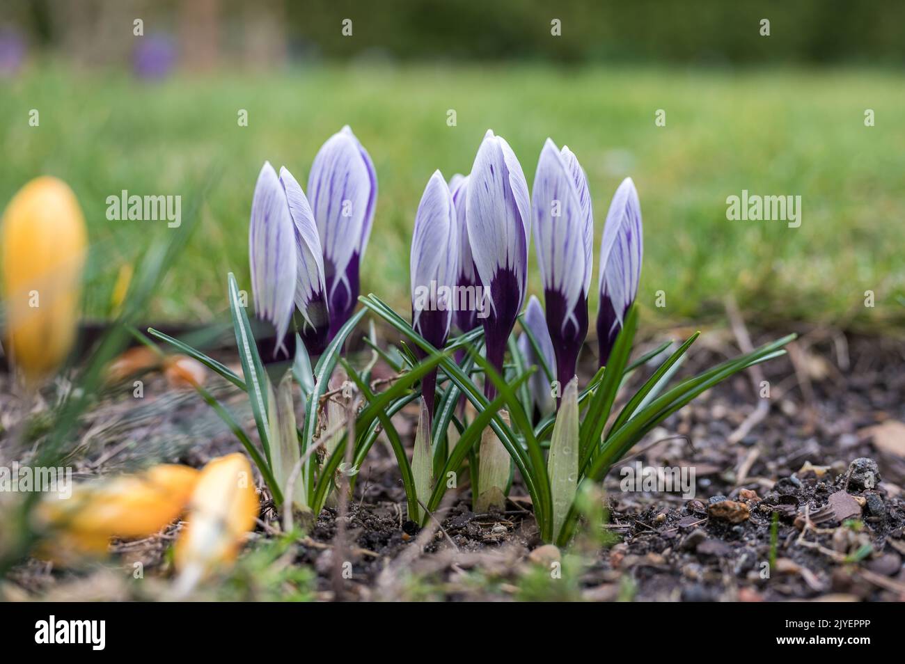 Purple crocus with closed flower in the garden in front of a white meadow Stock Photo