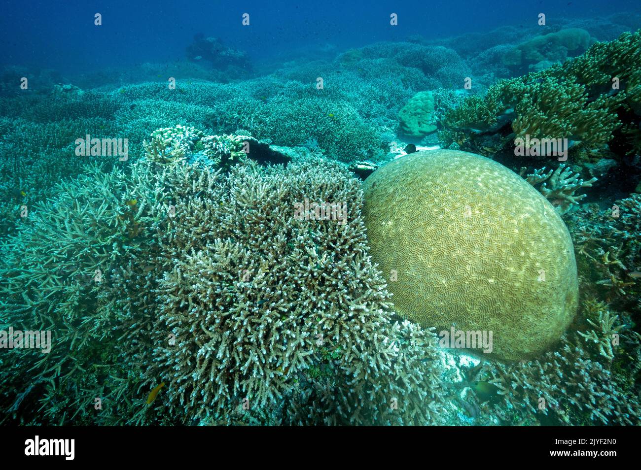 Reef scenic with pristine staghorn and brain coral Raja Ampat Indnoesia. Stock Photo