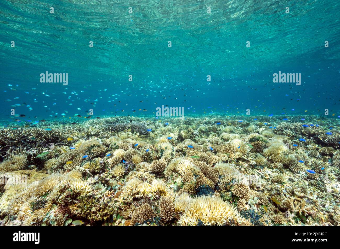 Reef scenic with Acropora stony corals, Raja Ampat Indonesia. Stock Photo