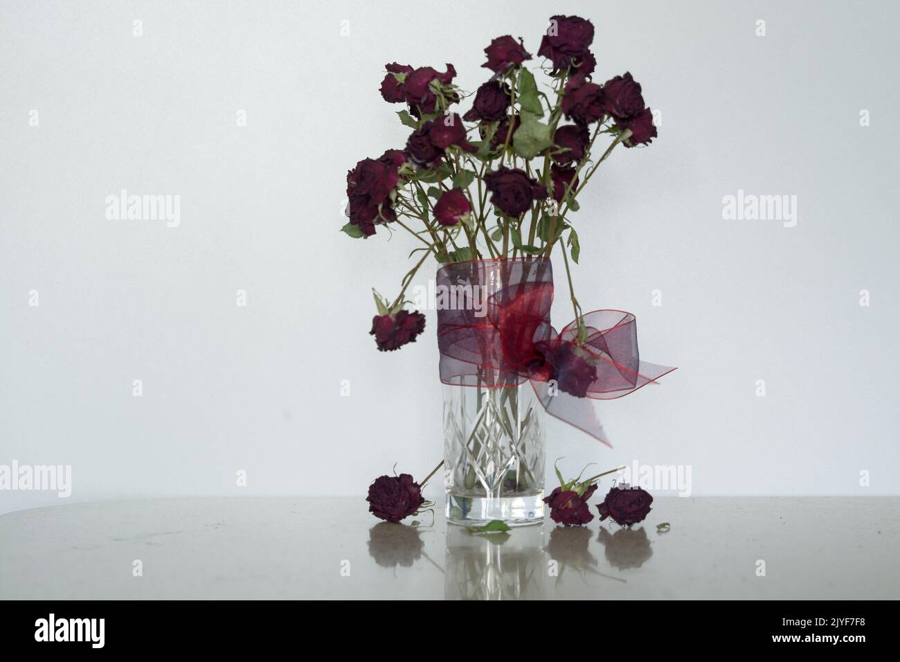 An upright glass vase containing a bunch of dead small red Roses. A transparent red scarf around