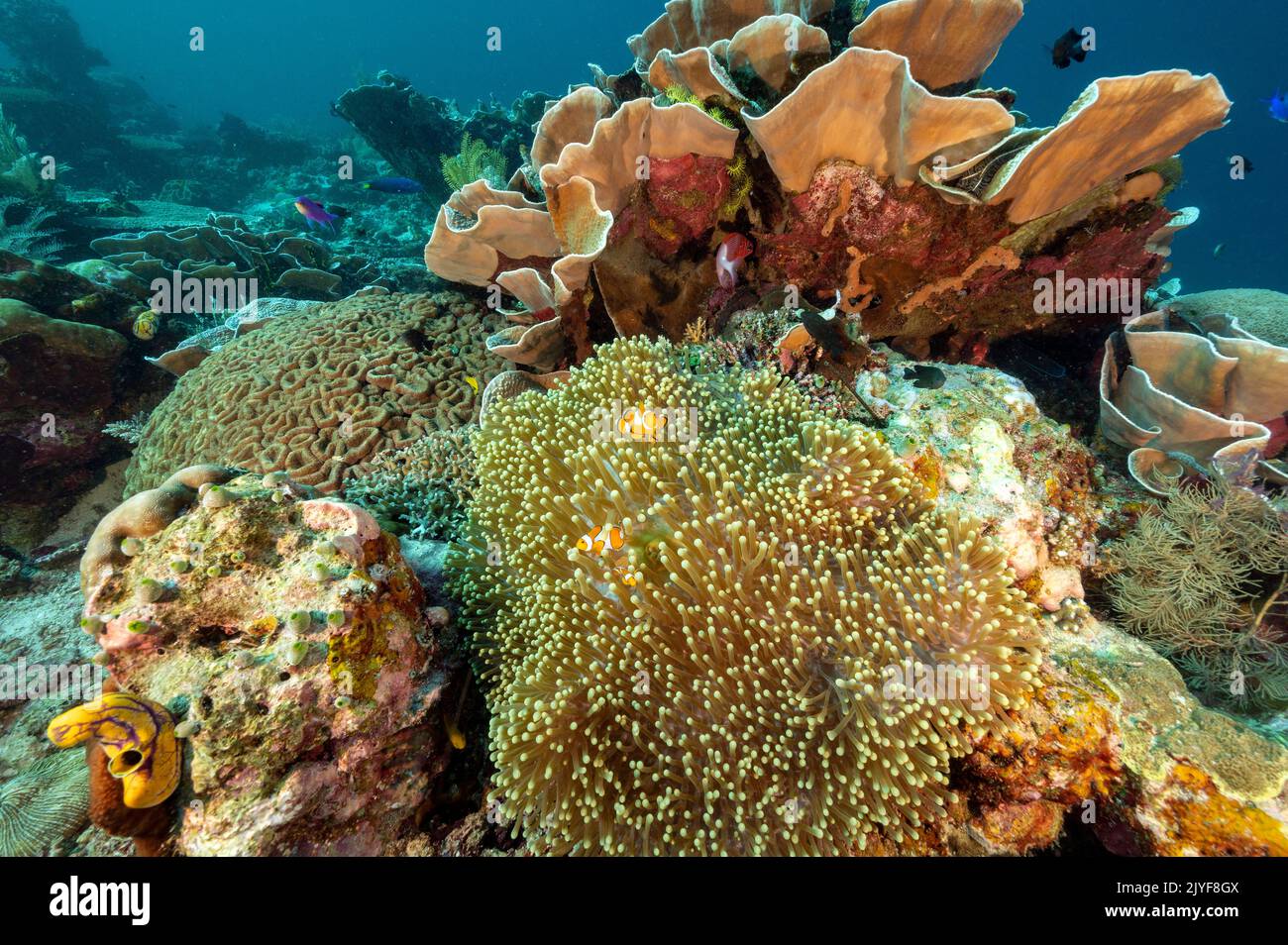 Common clown fishes, Amphiprion ocellaris, and magnificient sea anemone, Heteractis magnifica, Raja Ampat Indonesia. Stock Photo