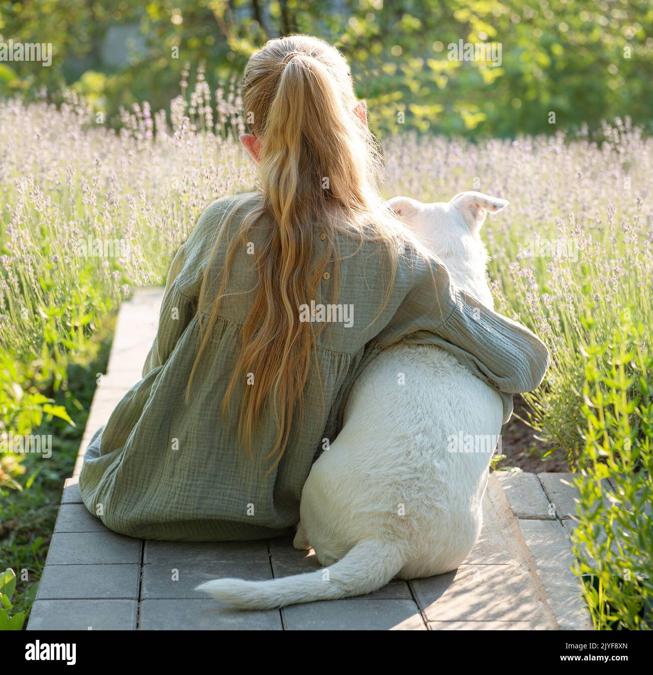 A little girl with a white dog sits and admires the lavender field. View from the back Stock Photo