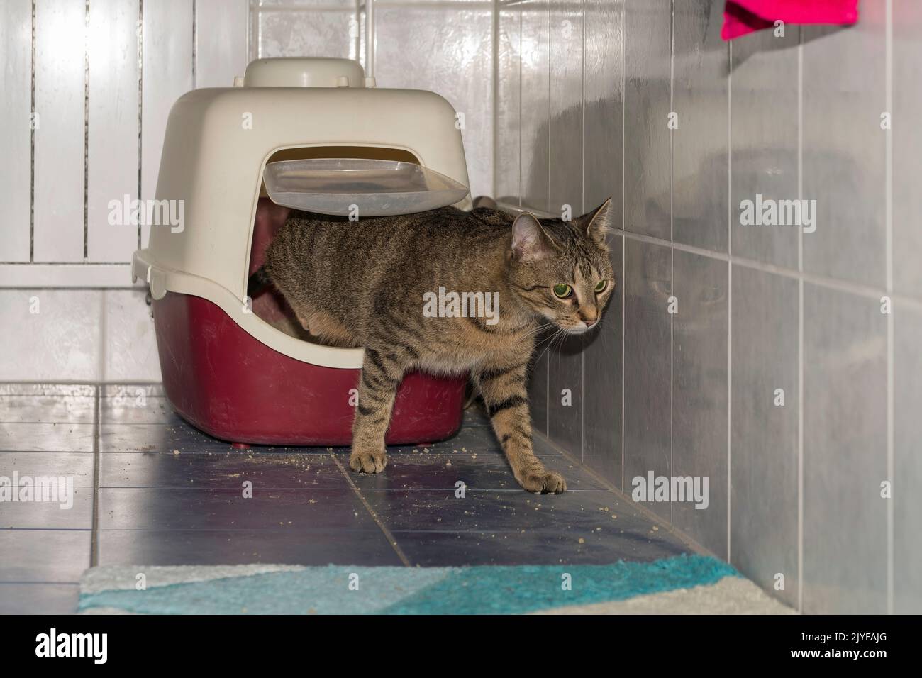 A cat comes out of its litter box Stock Photo