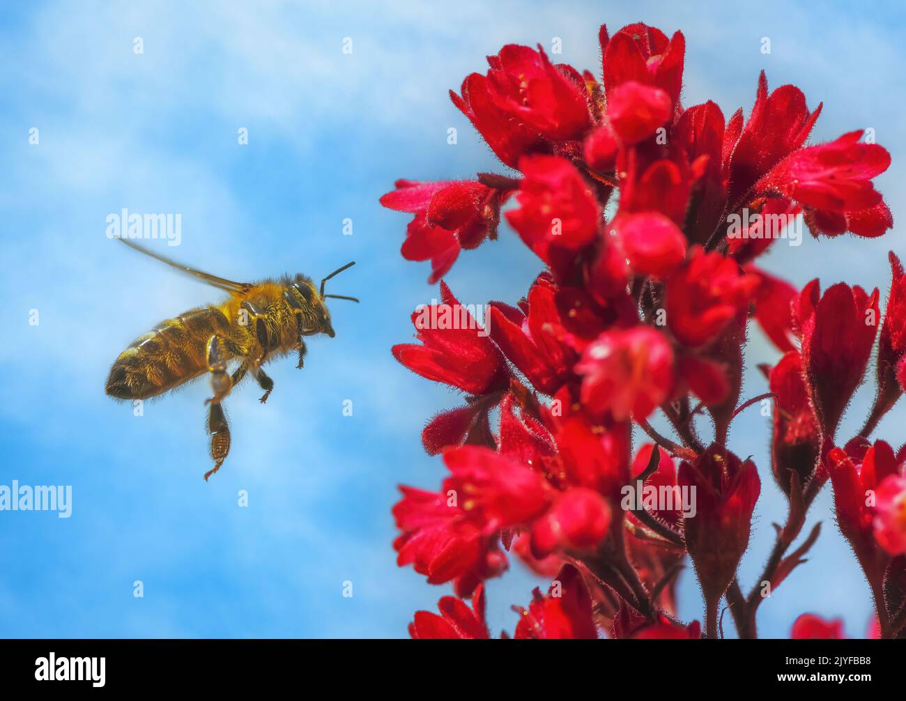 Macro of a bee flying to a red heuchera flower Stock Photo