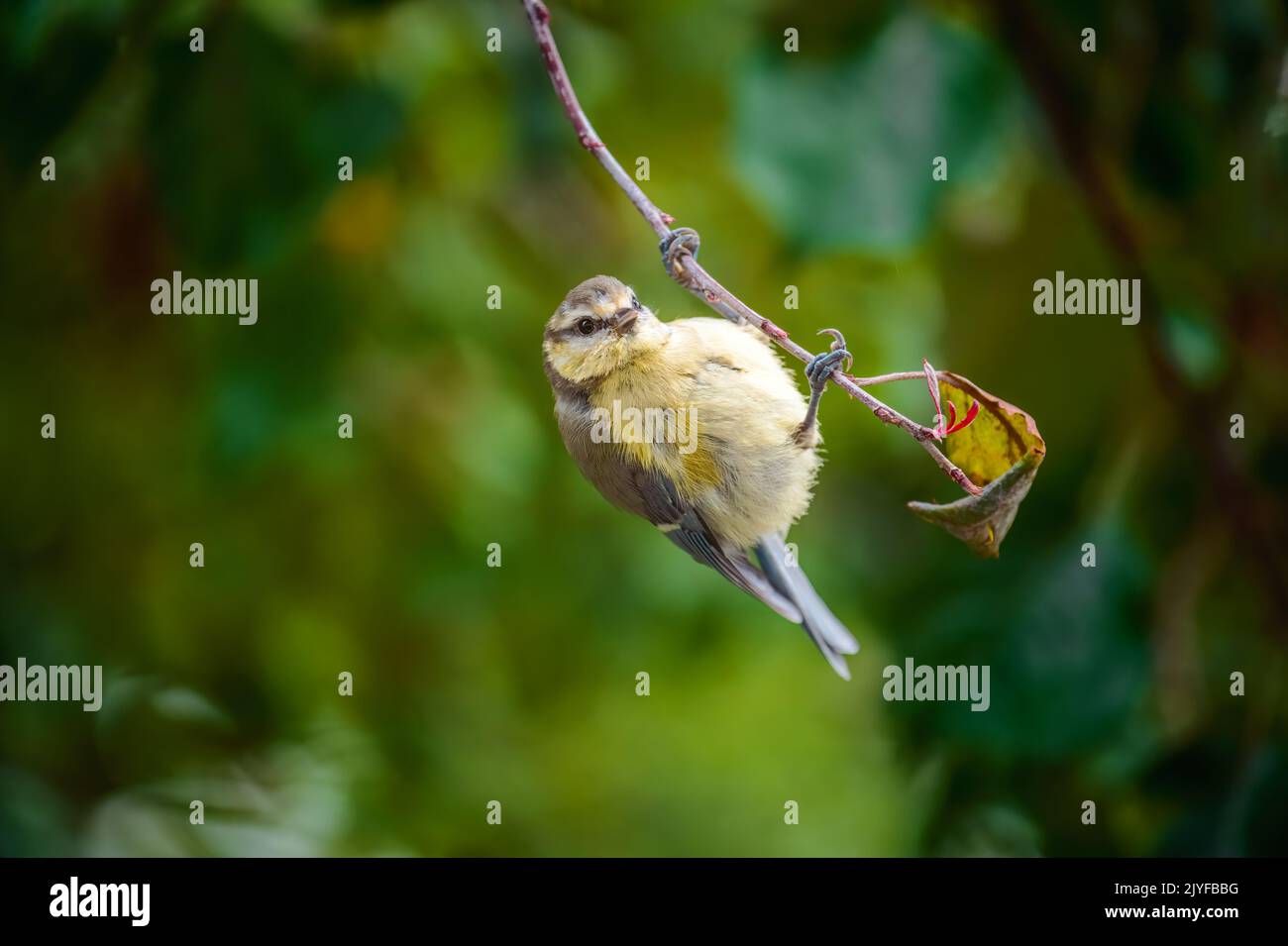 Blue tit bird hanging on the twig of a tree Stock Photo