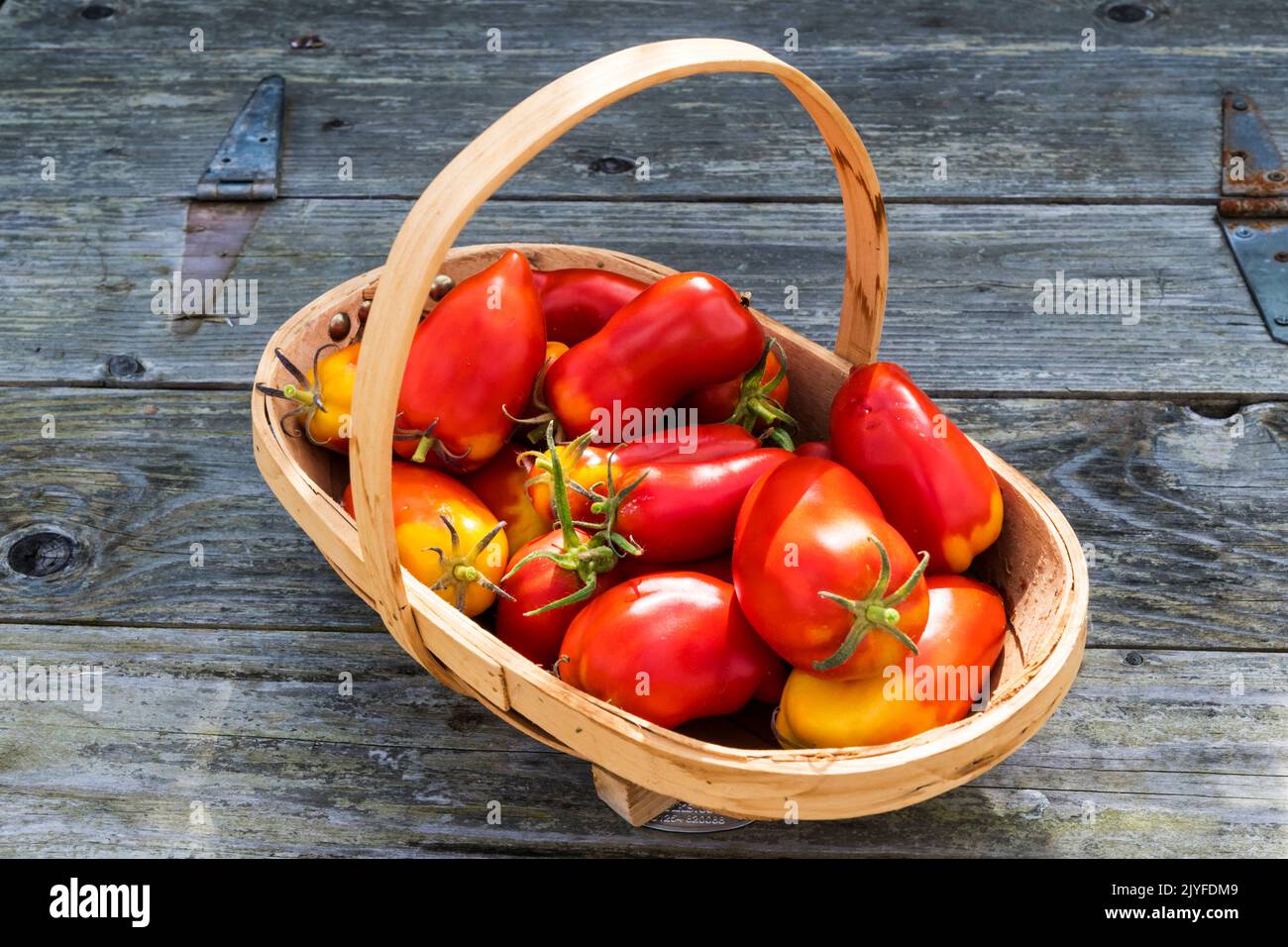 A trug full of freshly-picked, home-grown San Marzano tomatoes, Solanum lycopersicum. Stock Photo