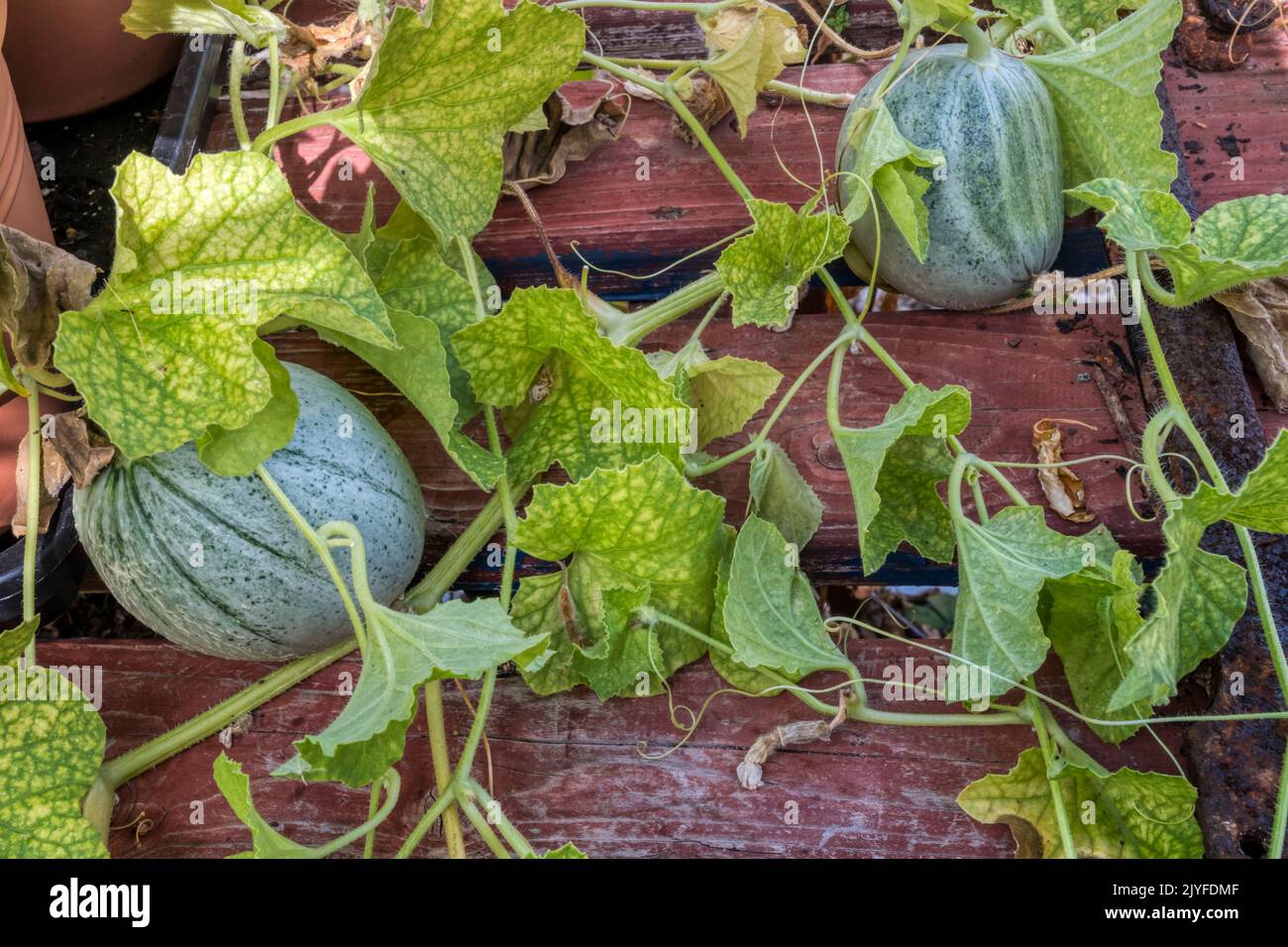 Homegrown Emir F1 melons, Cucumis melo, growing on a shelf in a