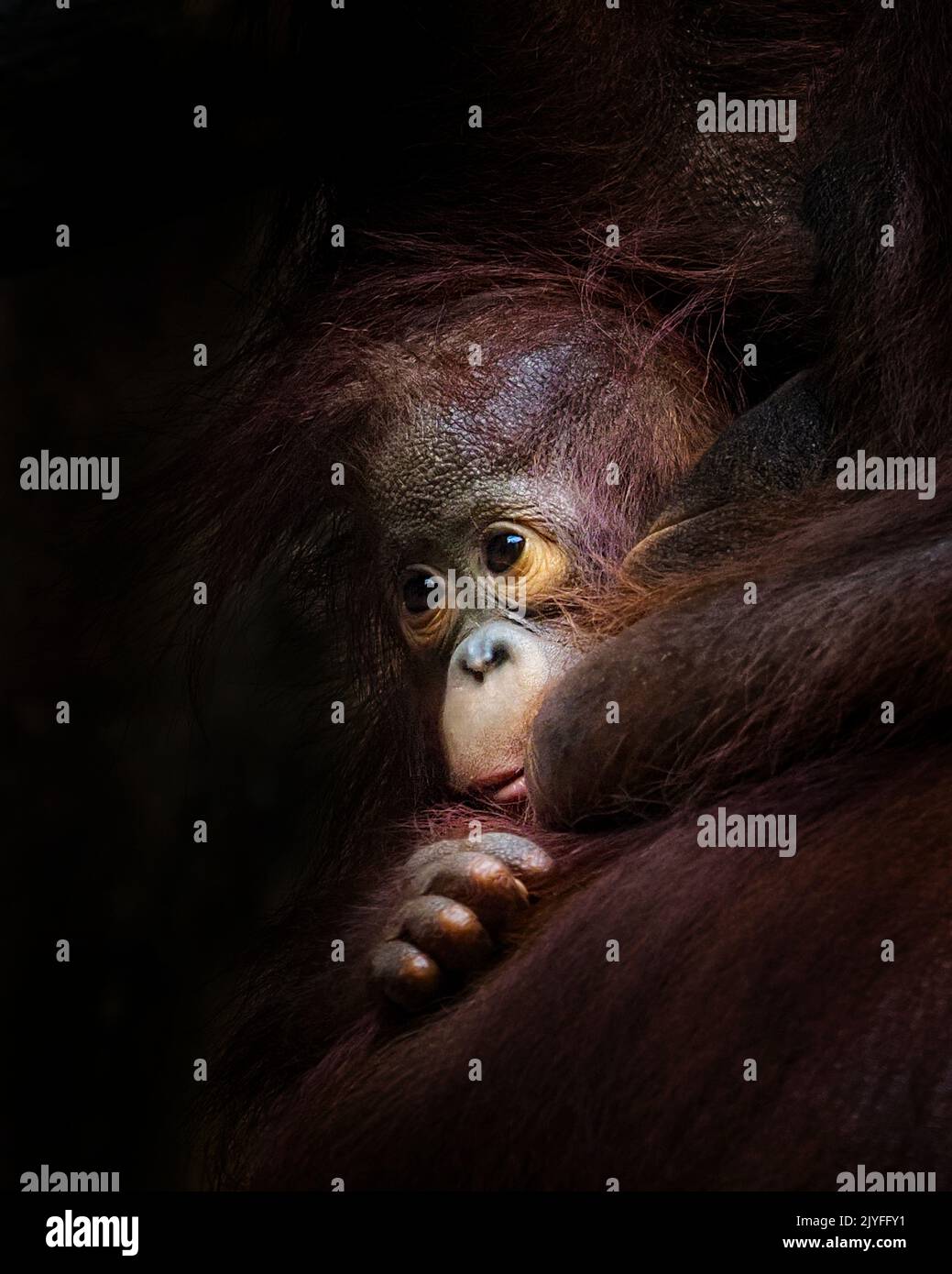 An adorable baby orangutan. Jakarta, Indonesia: ADORABLE IMAGES show a baby orangutan stealing a cheeky ride on its mother?s back. One image shows the Stock Photo