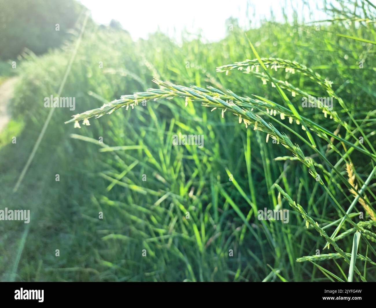 green wheat grass lit morning sunlight with sun rays Stock Photo