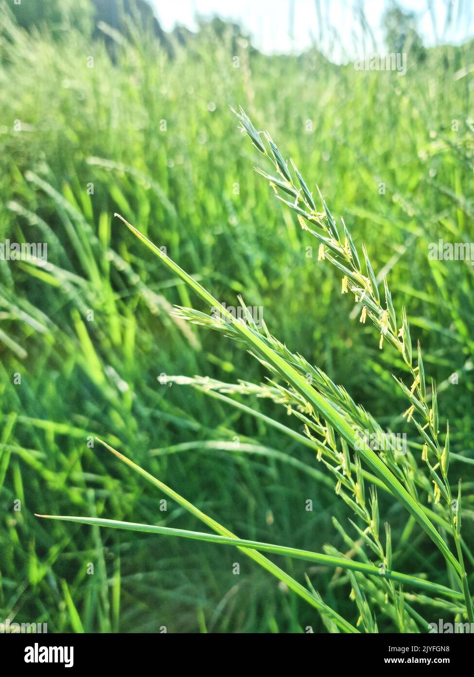 closeup of blooming green wheat grass lit morning sunlight Stock Photo