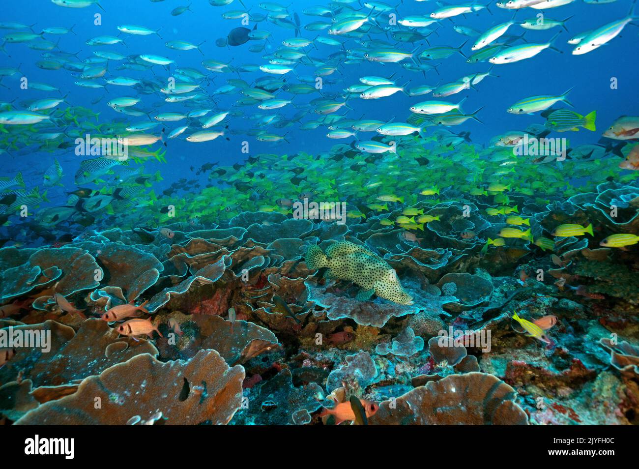 Reef scenic with Barramundi, Cromileptes altivelis, Raja Ampat Indonesia. Stock Photo