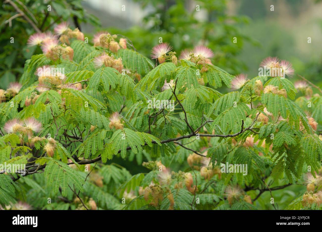 Persian silk tree, julibrissin, flowering in summer Stock Photo Alamy