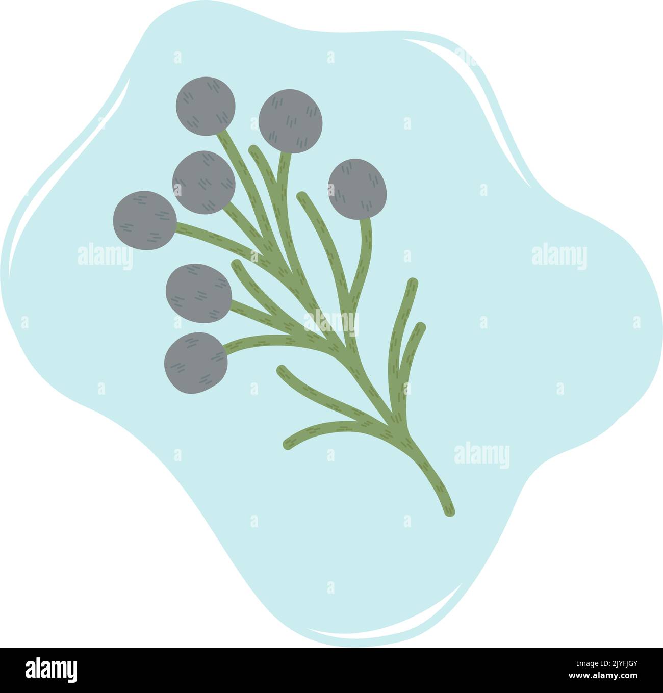 Branch of brunia blooming flowers, vector illustration Stock Vector