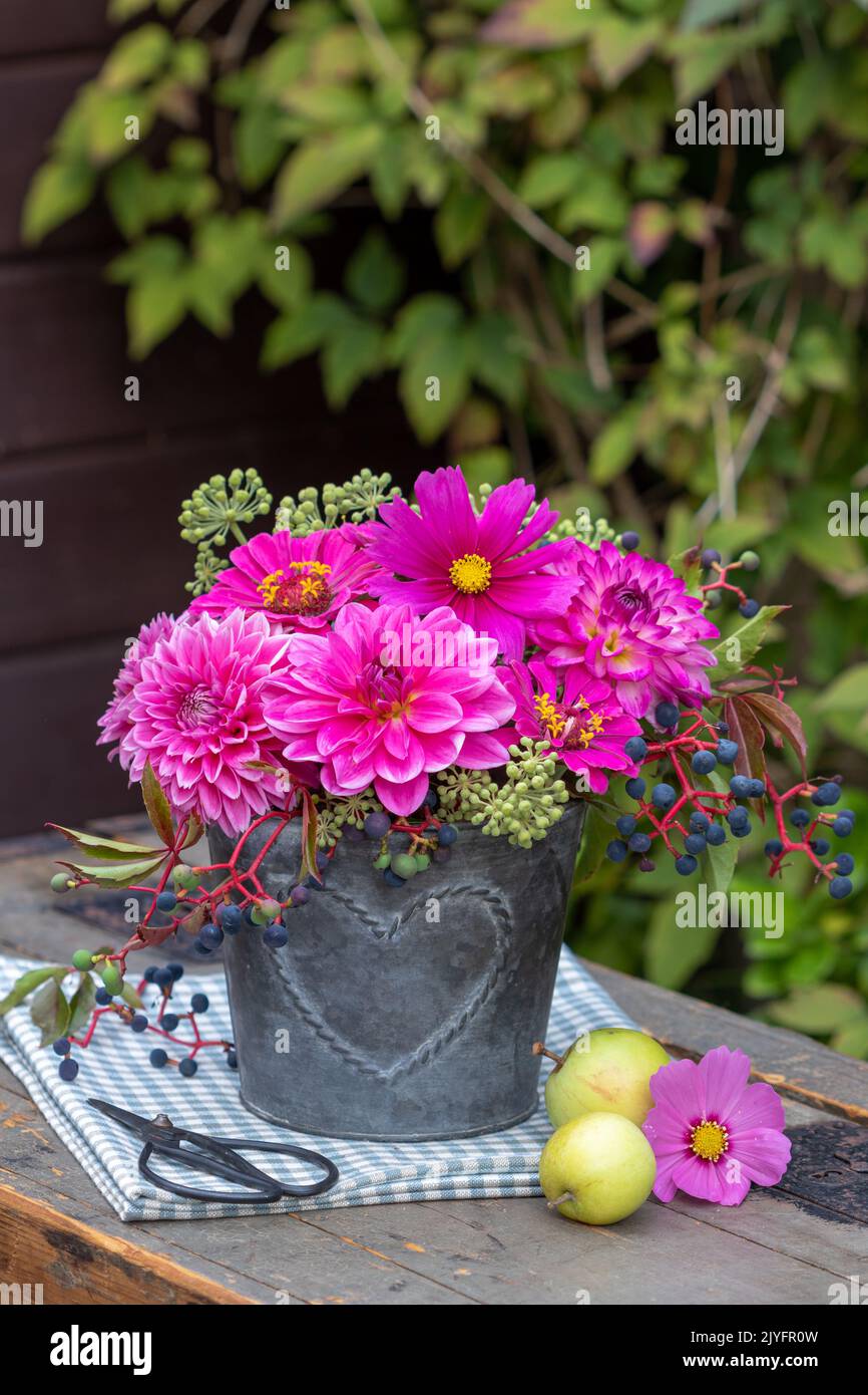 bouquet of pink dahlias, zinnias and cosmos flowers in zinc pot in garden Stock Photo