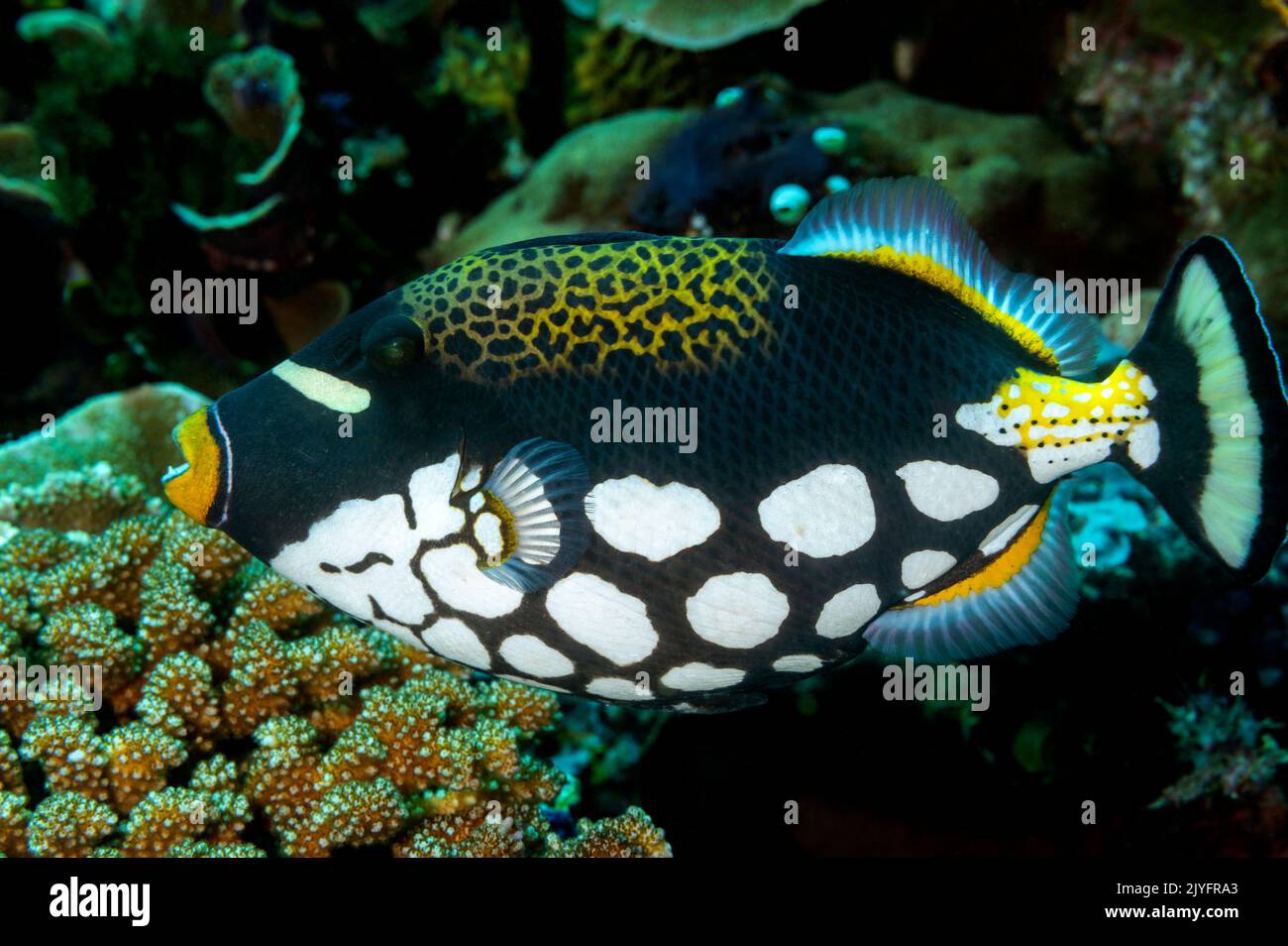 Clown triggerfish, Balistoides conspicillum, Raja Ampat Indonesia. Stock Photo