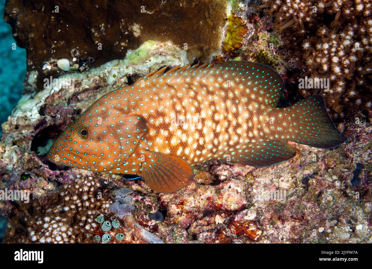 Bluespotted grouper, Ceohalopholis cyanostigma, Raja Ampat Indnonesia Stock Photo
