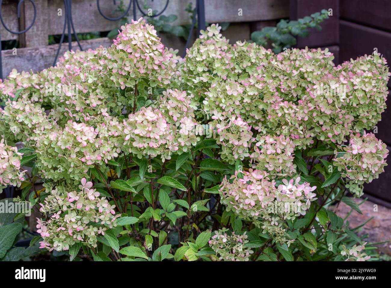 hydrangea paniculata Whitelight in garden Stock Photo