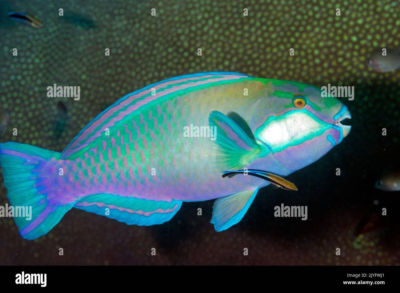Bleeker's parrot fish, Chlorurus bleekeri, Raja Anpat Indonesia Stock Photo