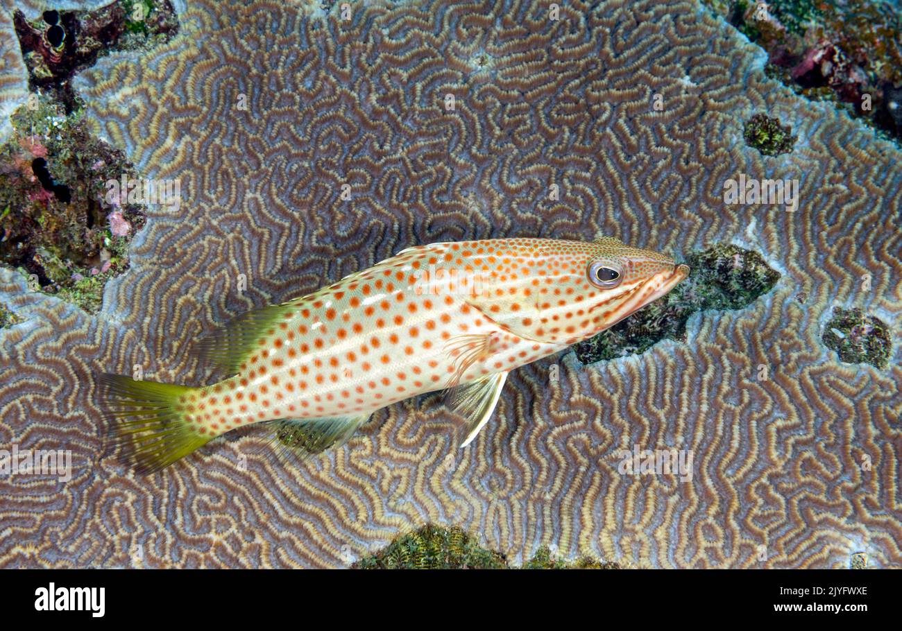 Slender grouper, Anyperodon leucogrammicus, Raja Ampat Indonesia. Stock Photo