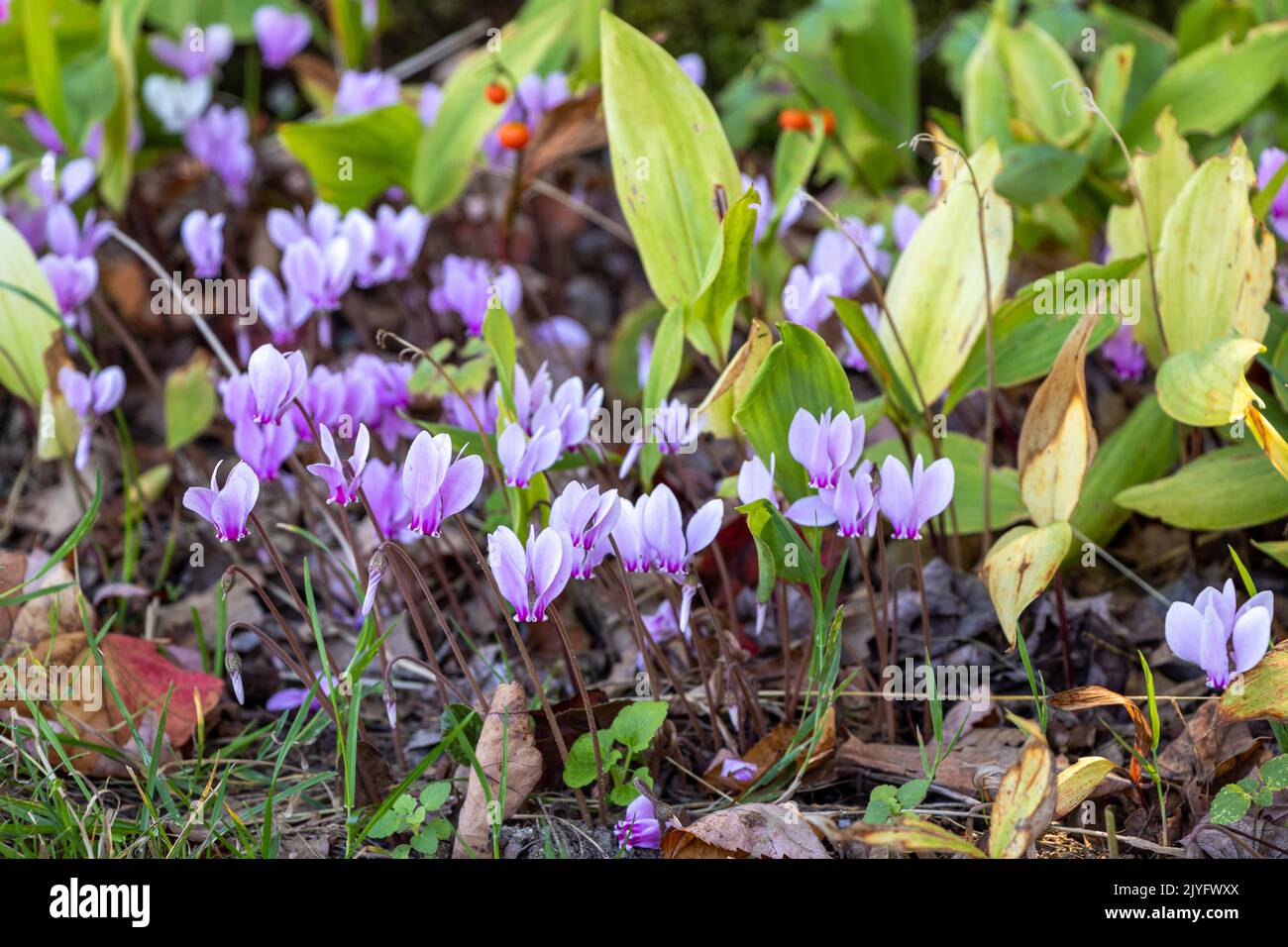 purple cyclamen flowers in autumn garden Stock Photo